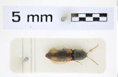 Foto (Dorsalansicht) von Cardiophorus quadriplagiatus (Erichson, 1840) (NHMW-ZOO-COL-0008275)
